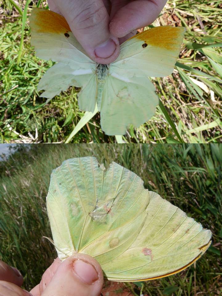 FIGURE 4i FIGURE 4i